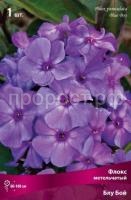 Флокс метельчатый Блу Бой Флокс метельчатый Блу Бой