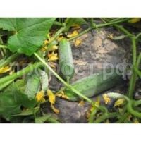 Огурец Гектор F1