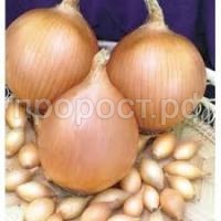 Без названия Без названия