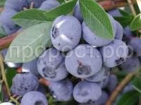 Без названия Без названия