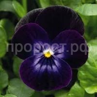 Без названия (1) Без названия (1)