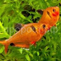 Рыба Минор (Hyphessobrycon serpae)