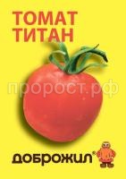 томат титан