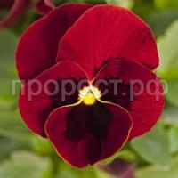 Без названия (1) Без названия (1)