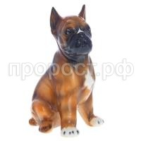 Боксер мал Боксер мал