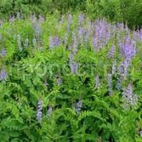 Без названия (1) Без названия (1)