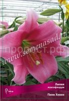 Лилия Лонгифлорум Пинк Хевен (14-16) 2 шт 340473