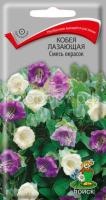 Кобея лазающая Смесь окрасок Кобея лазающая Смесь окрасок