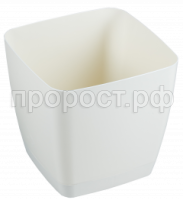 крокус сл к