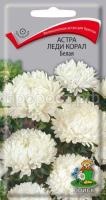 Астра Леди Корал Белая Астра Леди Корал Белая