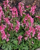 hohlatka_plot_bet_evans hohlatka_plot_bet_evans