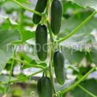 Огурец Бьерн F1 500 шт Огурец Бьерн F1 500 шт