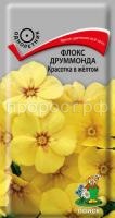 Флокс друммонда Красотка в жёлтом Флокс друммонда Красотка в жёлтом