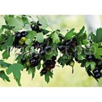 Без названия Без названия