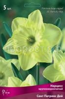 Нарцисс крупнокорончатый Сент Патрикс Дей _бордо