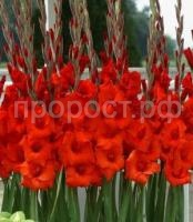 гладиолус масканьи гладиолус масканьи