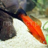 Меченосец ассорти M