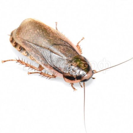 Насекомое Мраморный таракан Насекомое Мраморный таракан