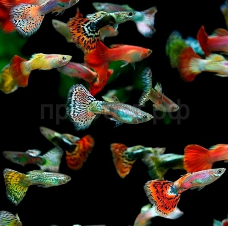 Гуппи микс