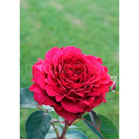 Роза английская х ветров (Роз де Катро Вант)