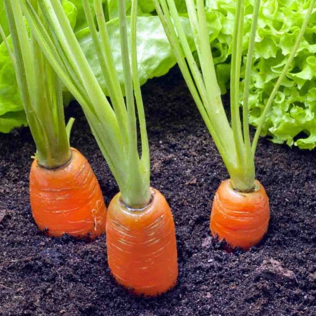 Морковь Королева осени 2г