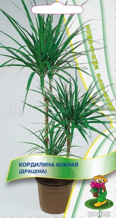 Кордилина южная (драцена) 5шт