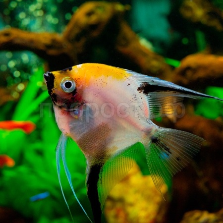 Скалярия микс М