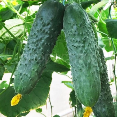 Огурец Антисипатор F1 500 шт