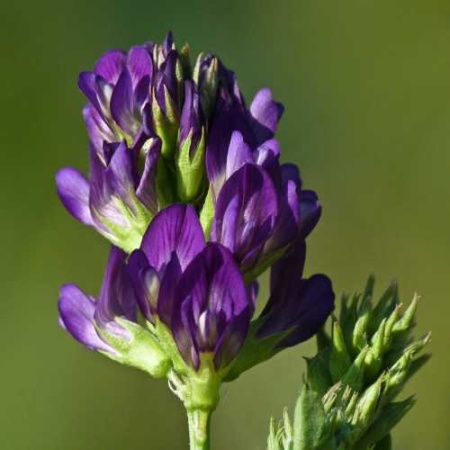 Семена люцерны 0,5 кг