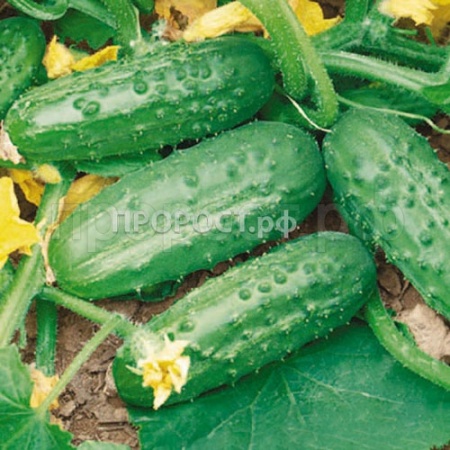 Огурец Солнечный 5г 