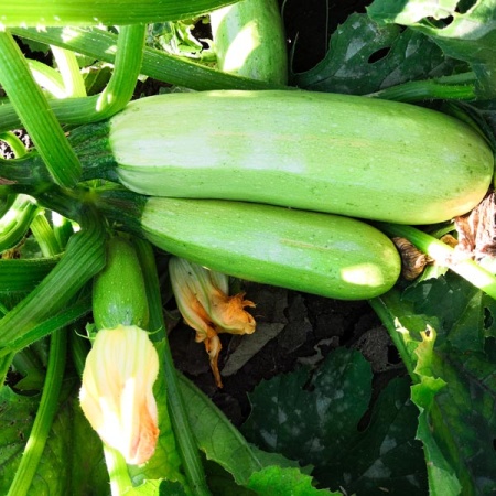 Кабачок Искандер F1 500 шт