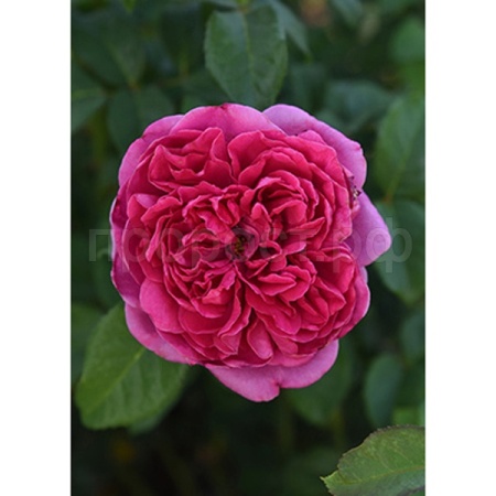 Роза англиская парковая Джеймс Л. Остин