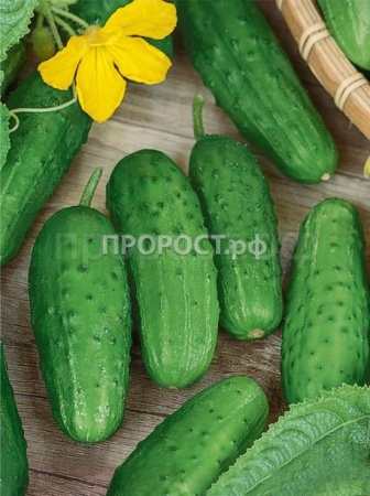 Огурец Журавленок F1 2г 