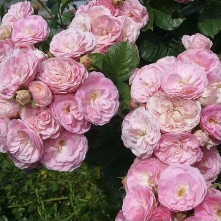 Роза мускусные гибриды Букет Парфе