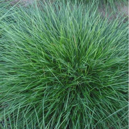 Семена газонной травы Полевица побегоносная 0,2 кг.